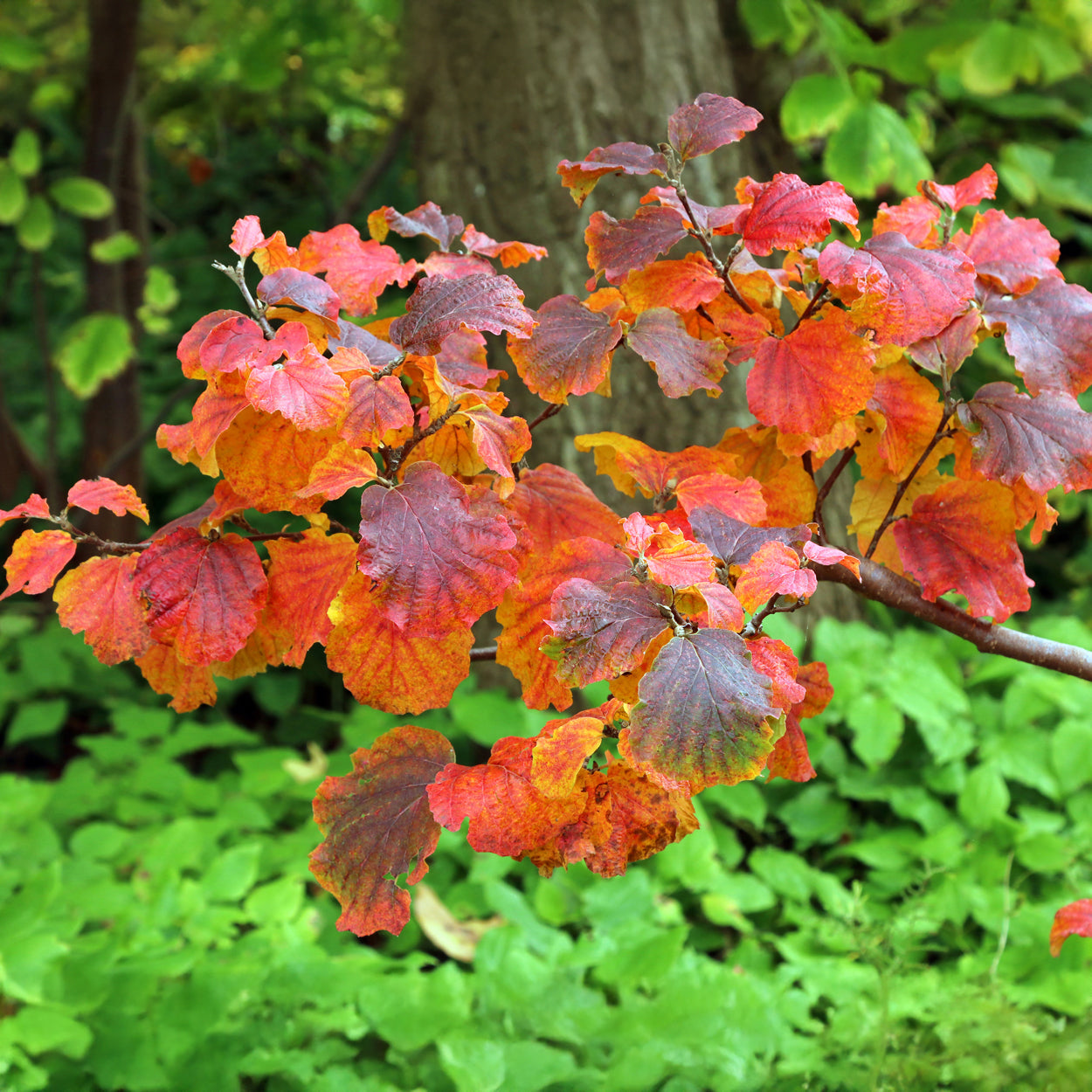 Arbustes - Grand fothergille - Fothergilla major