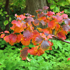 Arbustes - Grand fothergille - Fothergilla major