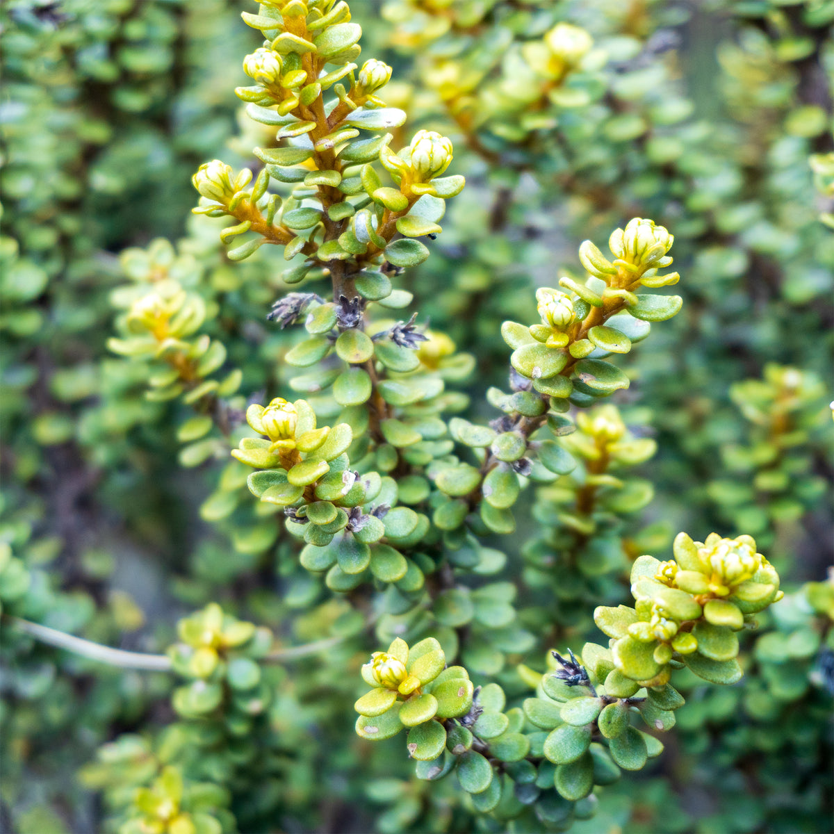Olearia nummulariifolia - Willemse