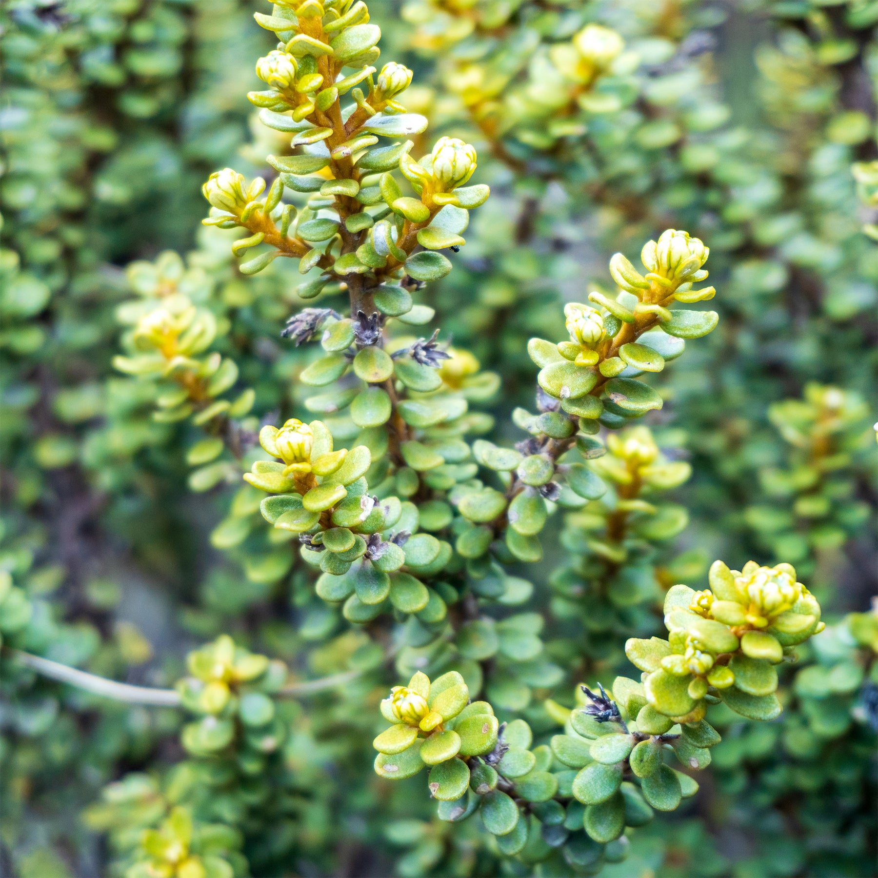 Olearia nummulariifolia - Willemse