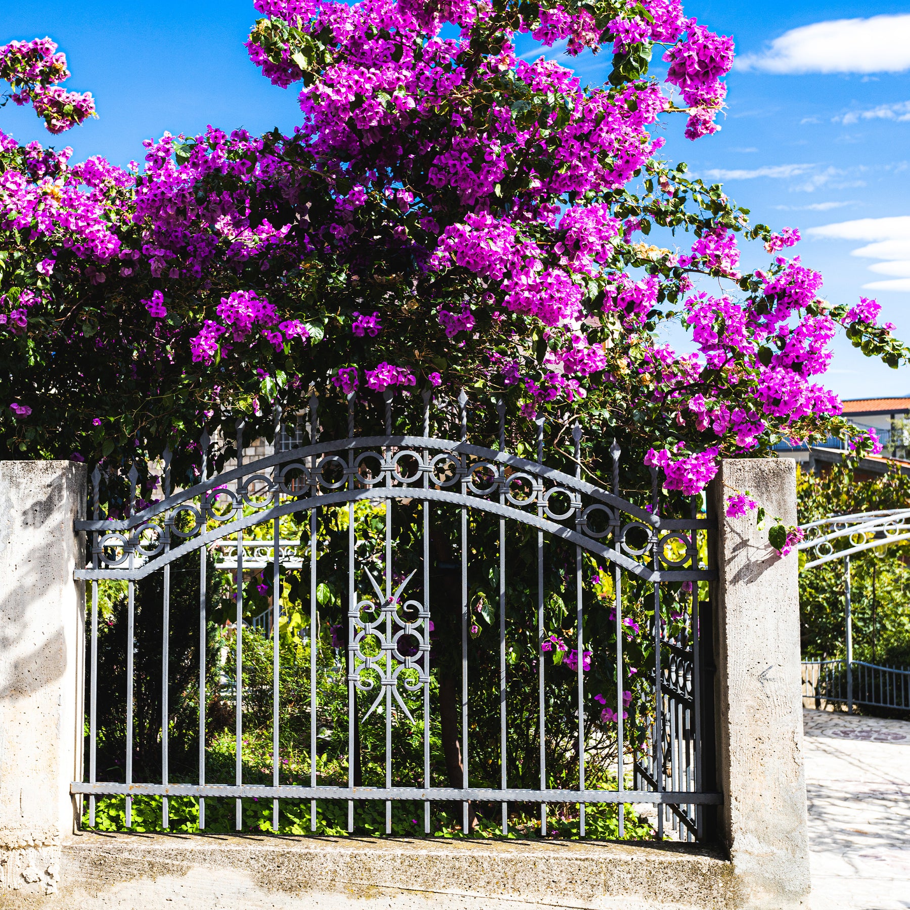 Bougainvillier rustique Violet de Mèze - Willemse