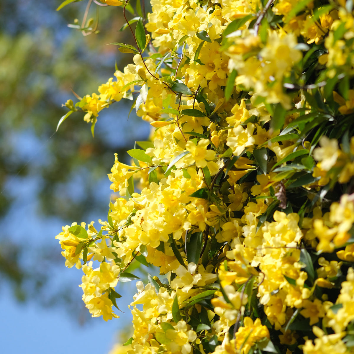 Gelsemium sempervirens - Willemse