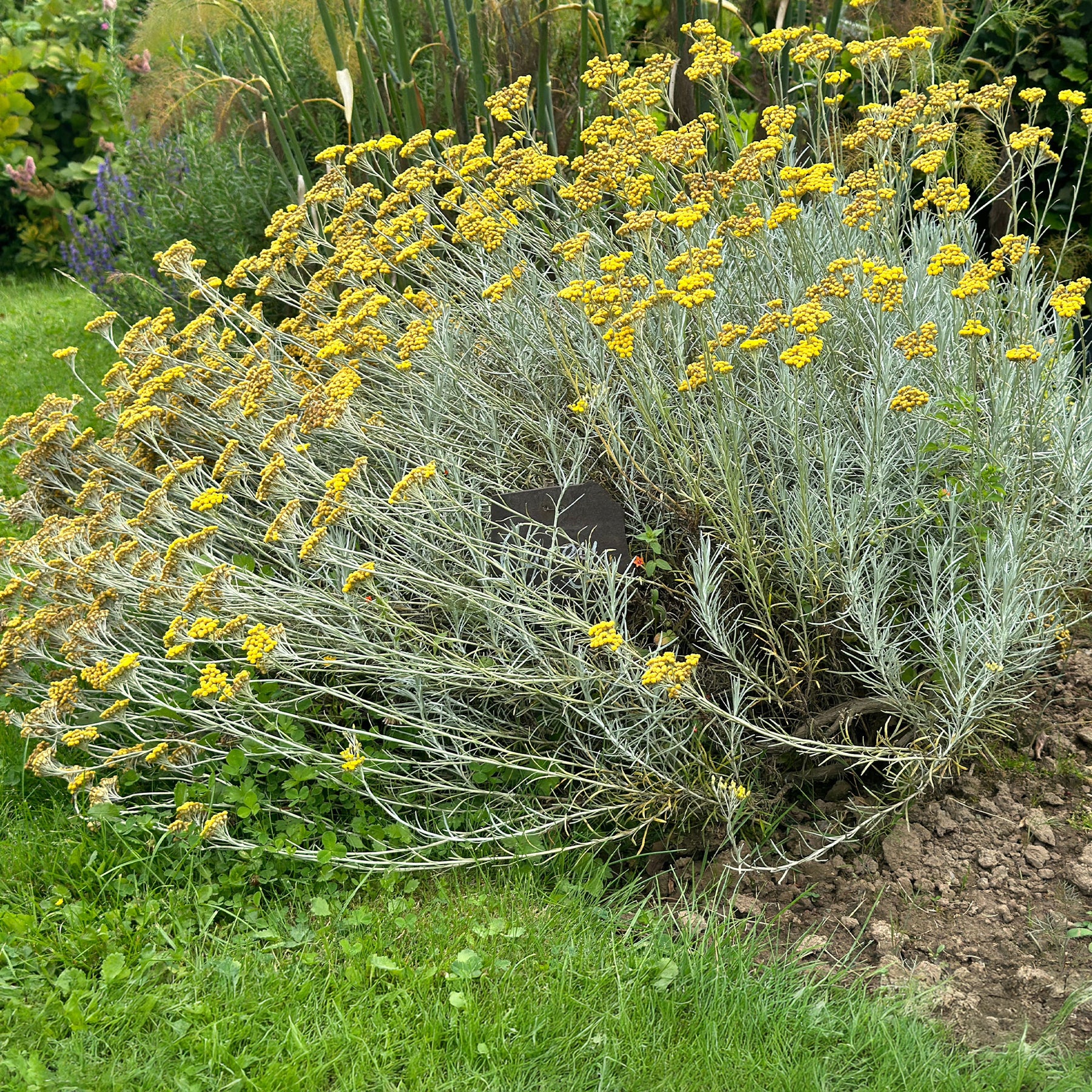 Herbe à curry - Willemse