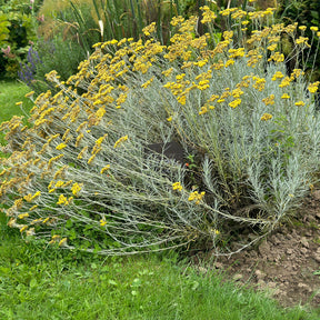 Herbe à curry - Willemse