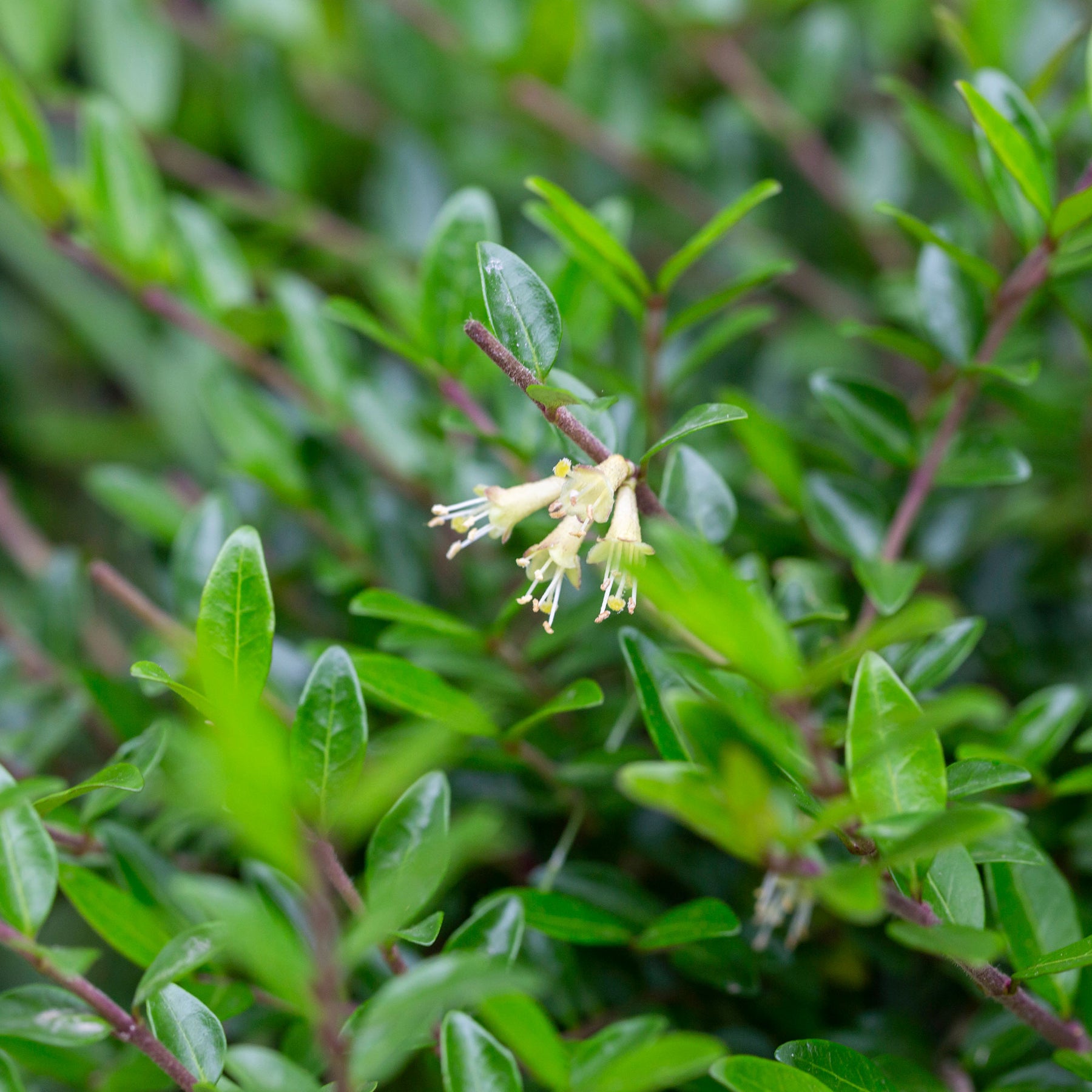 Arbustes de haie - Chèvrefeuille arbustifs MossGreen - Lonicera pileata 'moss green'