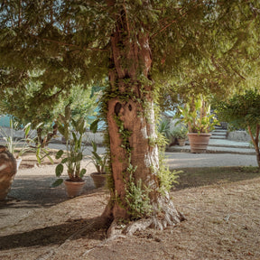 Vente If commun - Taxus baccata