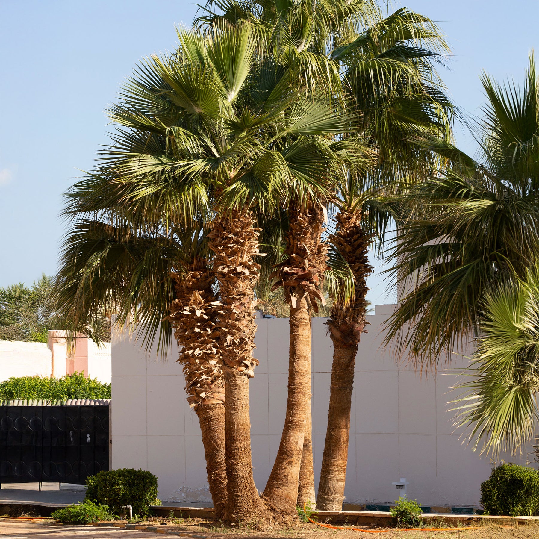 Palmier à jupon - Washingtonia filifera - Willemse