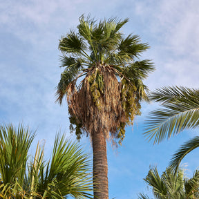 Palmier à jupon - Washingtonia filifera - Washingtonia filifera - Willemse