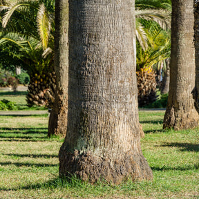 Palmier - Palmier à jupon - Washingtonia filifera - Washingtonia filifera