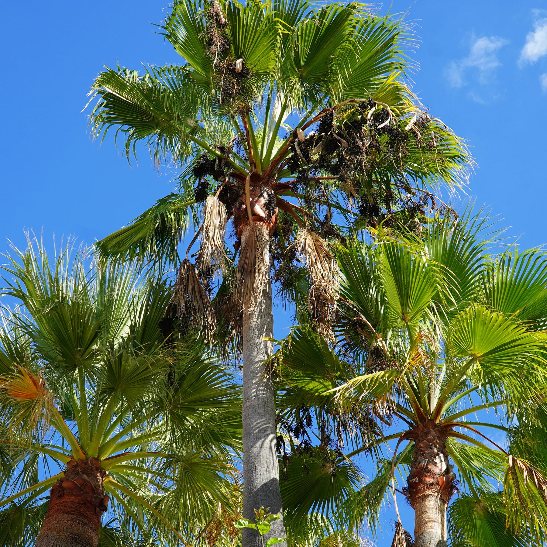 Washingtonia robusta - Palmier à jupon du Mexique - Palmier