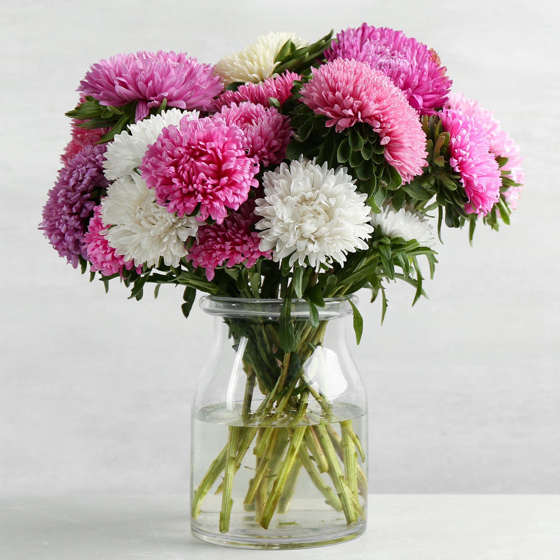 Callistephus chinensis - Reine-marguerite à fleurs de chrysanthème en mélange - Reines-Marguerites