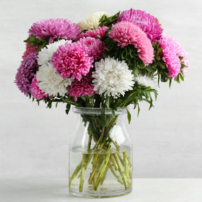Callistephus chinensis - Reine-marguerite à fleurs de chrysanthème en mélange - Reines-Marguerites