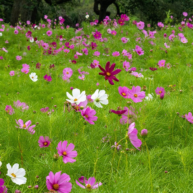 Cosmos bipinnatus - Cosmos Sensation en mélange - Graines de fleurs