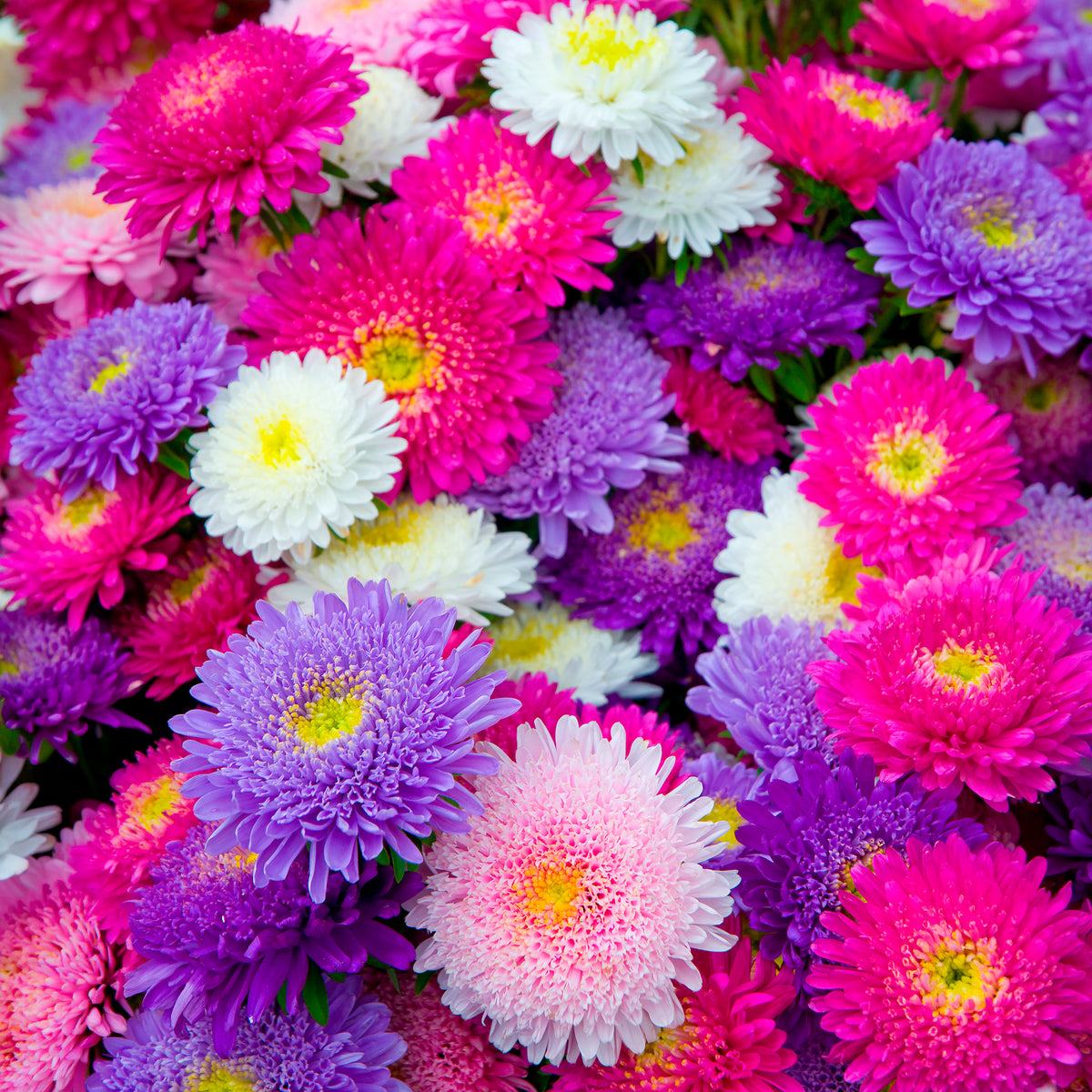 Collection de Reine-marguerite