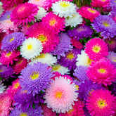 Collection de Reine-marguerite