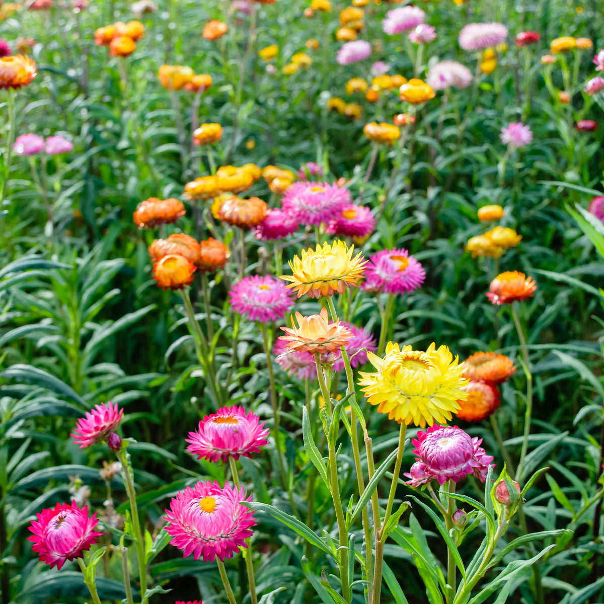 Immortelle à grosses fleurs en mélange - Willemse