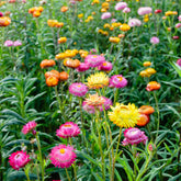Immortelle à grosses fleurs en mélange - Willemse