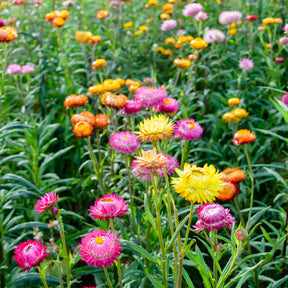 Immortelle à grosses fleurs en mélange - Willemse
