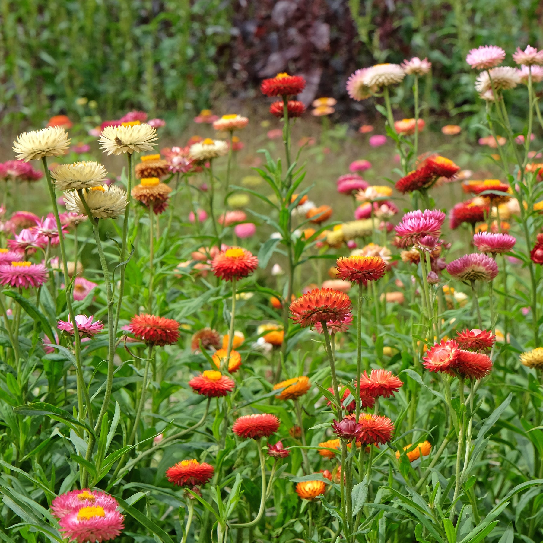 Immortelle à grosses fleurs en mélange - Xerochrysum bracteatum - Willemse