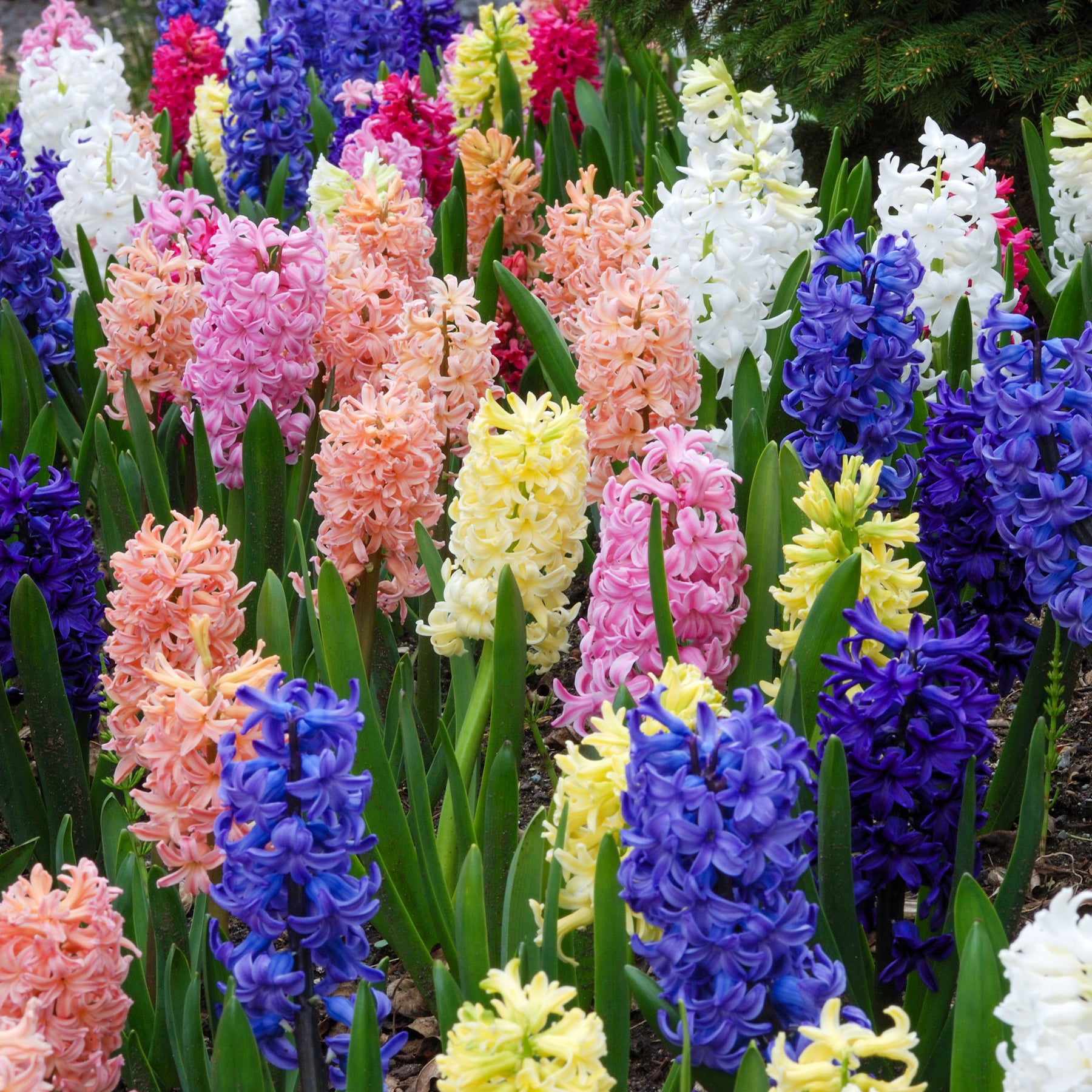 Jacinthes en mélange - Willemse