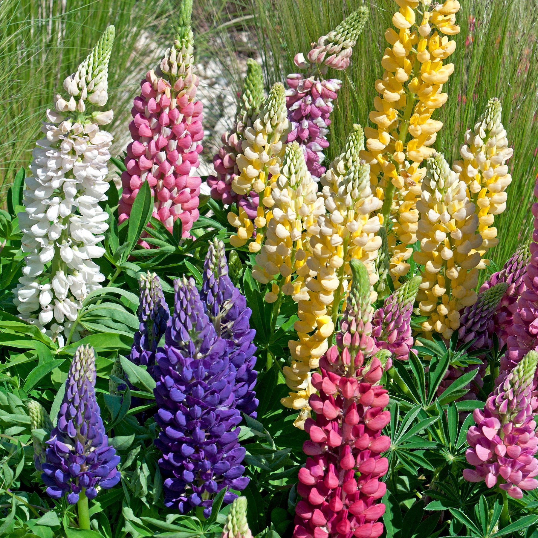 5 Lupin Russell en mélange - Willemse
