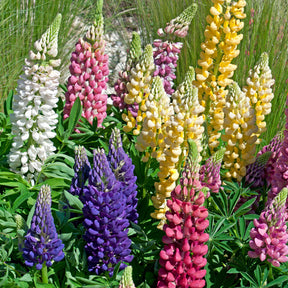 5 Lupin Russell en mélange - Willemse