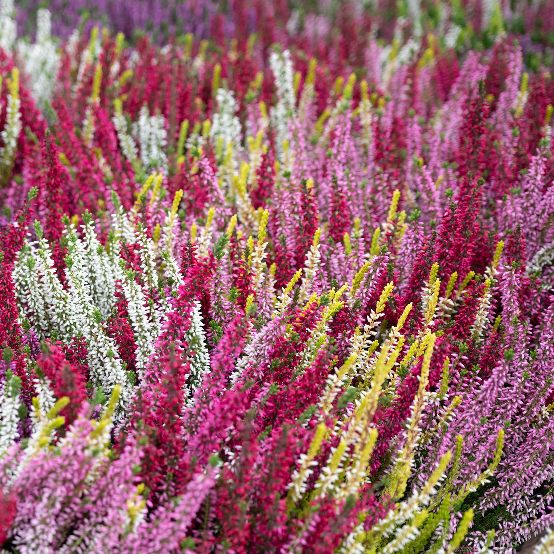 Vente 6 Bruyères d'été en mélange - Bruyère d'été