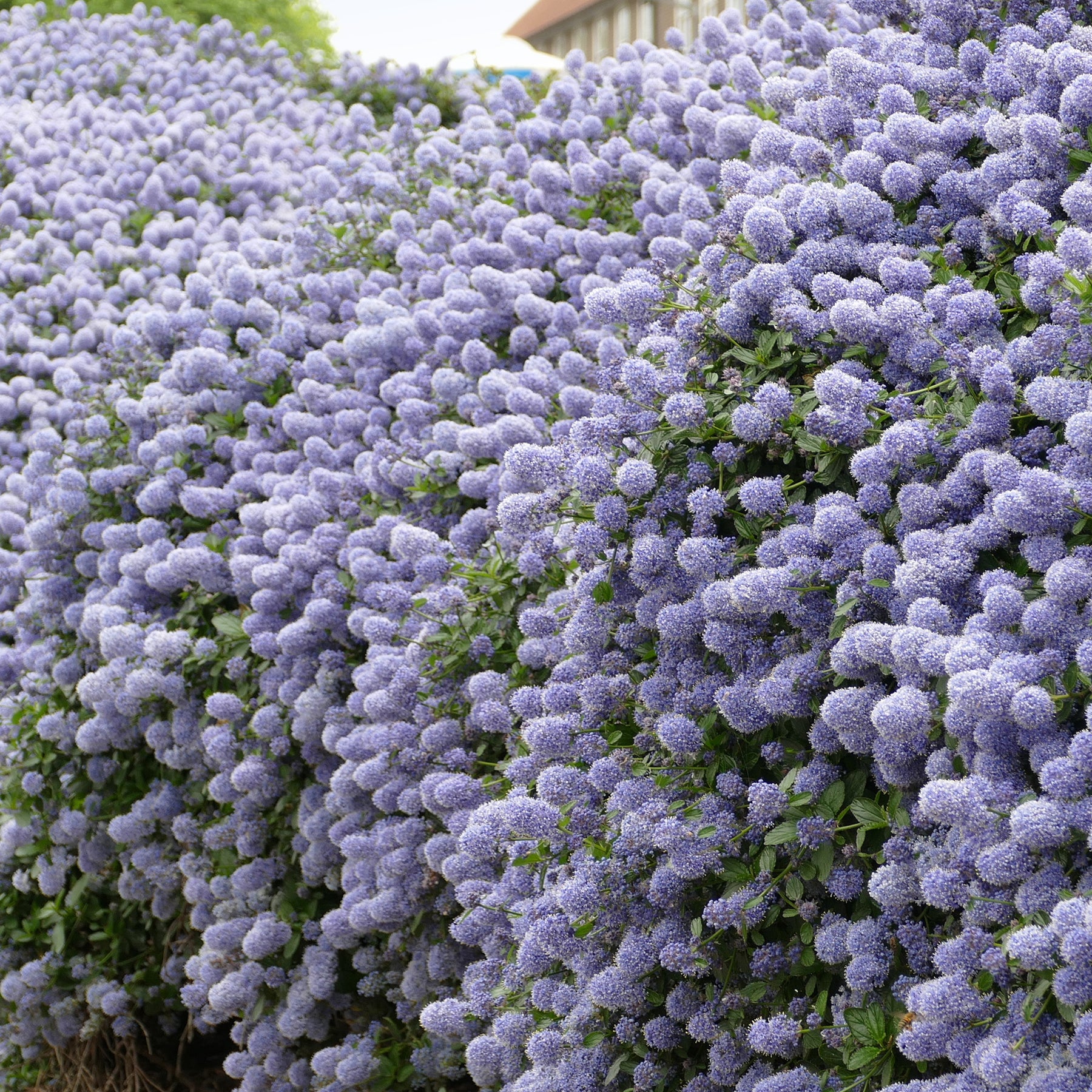 Céanothe Victoria - Lilas de Californie