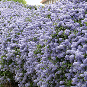Céanothe Victoria - Lilas de Californie