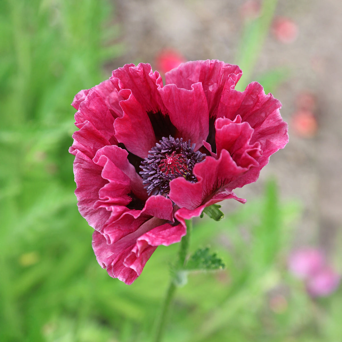3 Pavots d'Orient Manhattan - Papaver orientale Manhattan - Willemse
