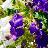 2 Campanules Carillon en mélange - Willemse