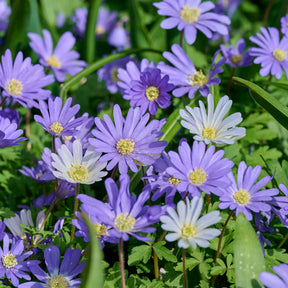 Anemone blanda Blue Shades - 30 Anémones de Grèce Blue Shades - Anémone