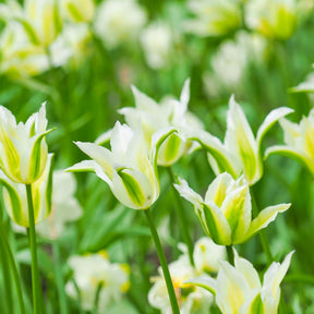 Vente 10 Tulipes à fleurs de lis Greenstar - Tulipa greenstar