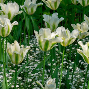 Tulipa greenstar - 10 Tulipes à fleurs de lis Greenstar - Tulipe