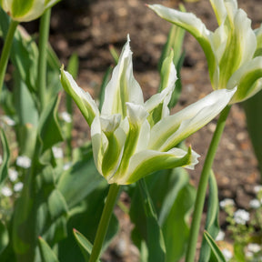 10 Tulipes à fleurs de lis Greenstar - Tulipa greenstar - Willemse