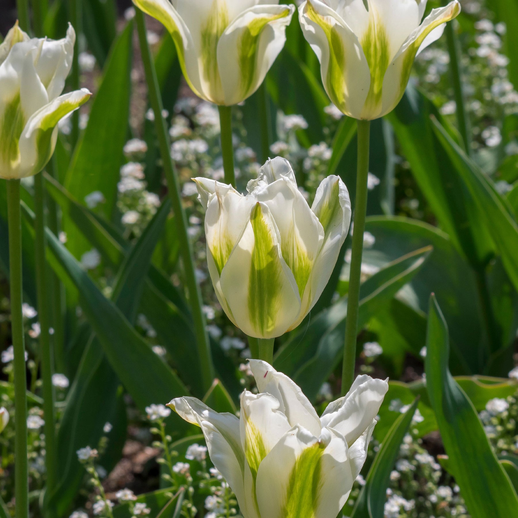 Tulipe - 10 Tulipes à fleurs de lis Greenstar - Tulipa greenstar