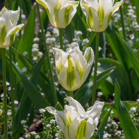 Tulipe - 10 Tulipes à fleurs de lis Greenstar - Tulipa greenstar