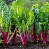 Poirée à carde rouge Rhubarb Chard - Beta vulgaris cicla - Willemse