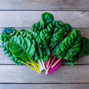 Poirées à cardes colorées en mélange - Beta vulgaris - Willemse