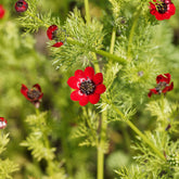 Adonis d'été Deep Red - Willemse