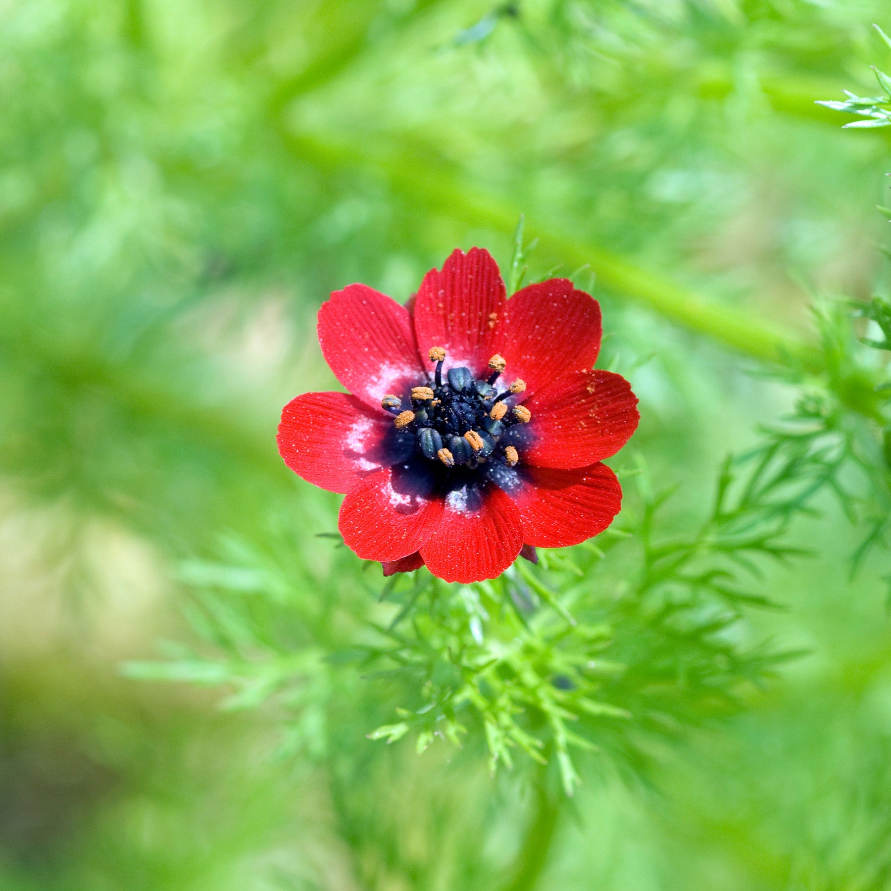 Adonis aestivalis - Adonis d'été Deep Red - Graines de fleurs