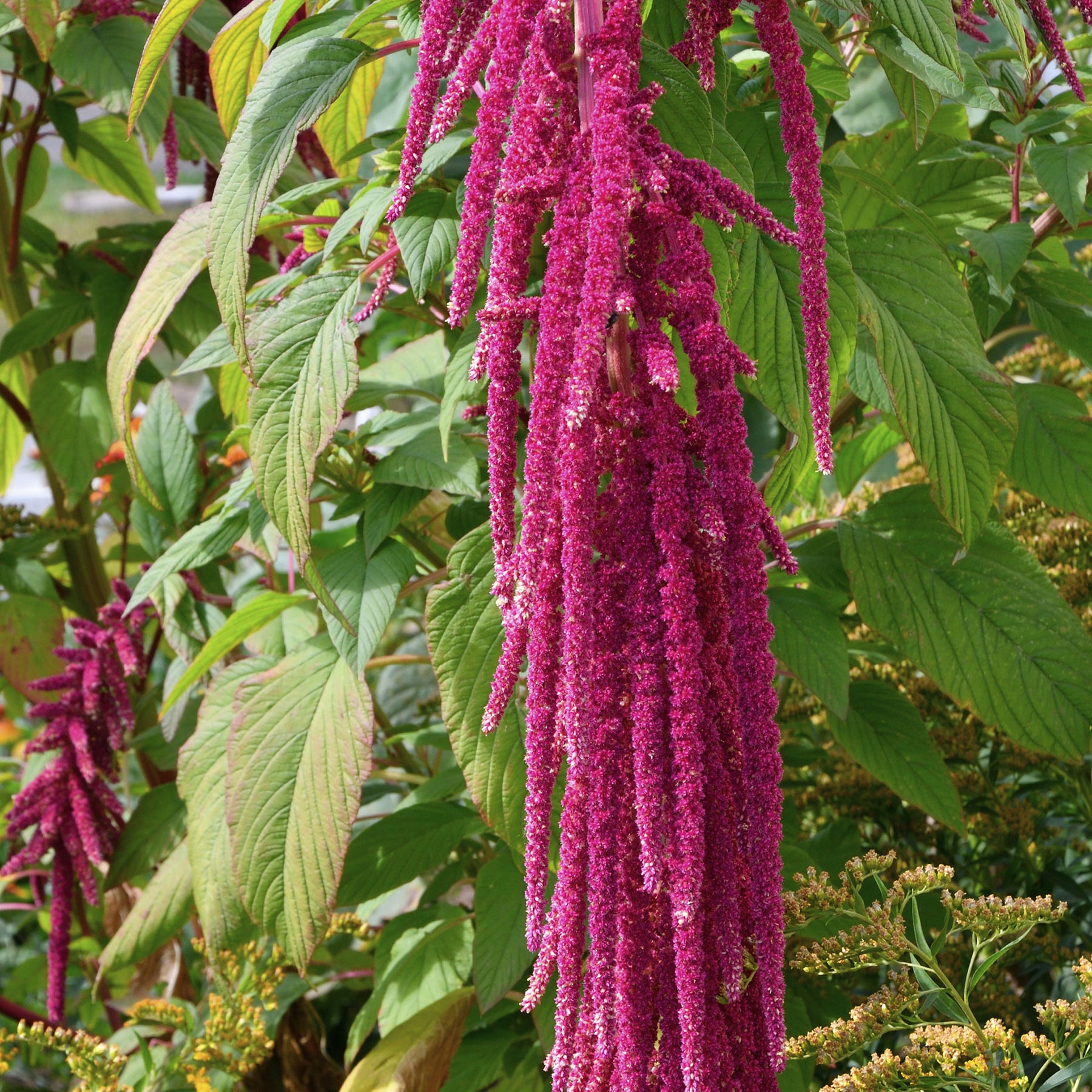 Amaranthus caudatus - Amarante queue de renard - Amarante
