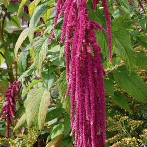 Amaranthus caudatus - Amarante queue de renard - Amarante