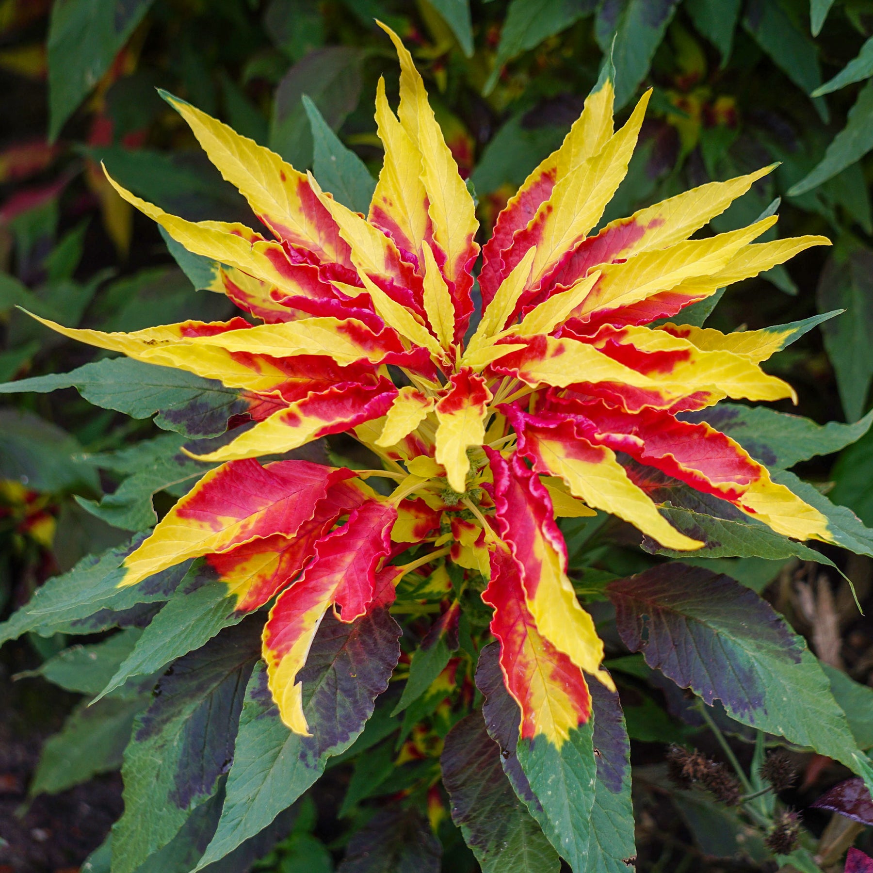 Amaranthus gangeticus Splendens Perfecta - Amarante tricolore comestible Garden Select - Amarante