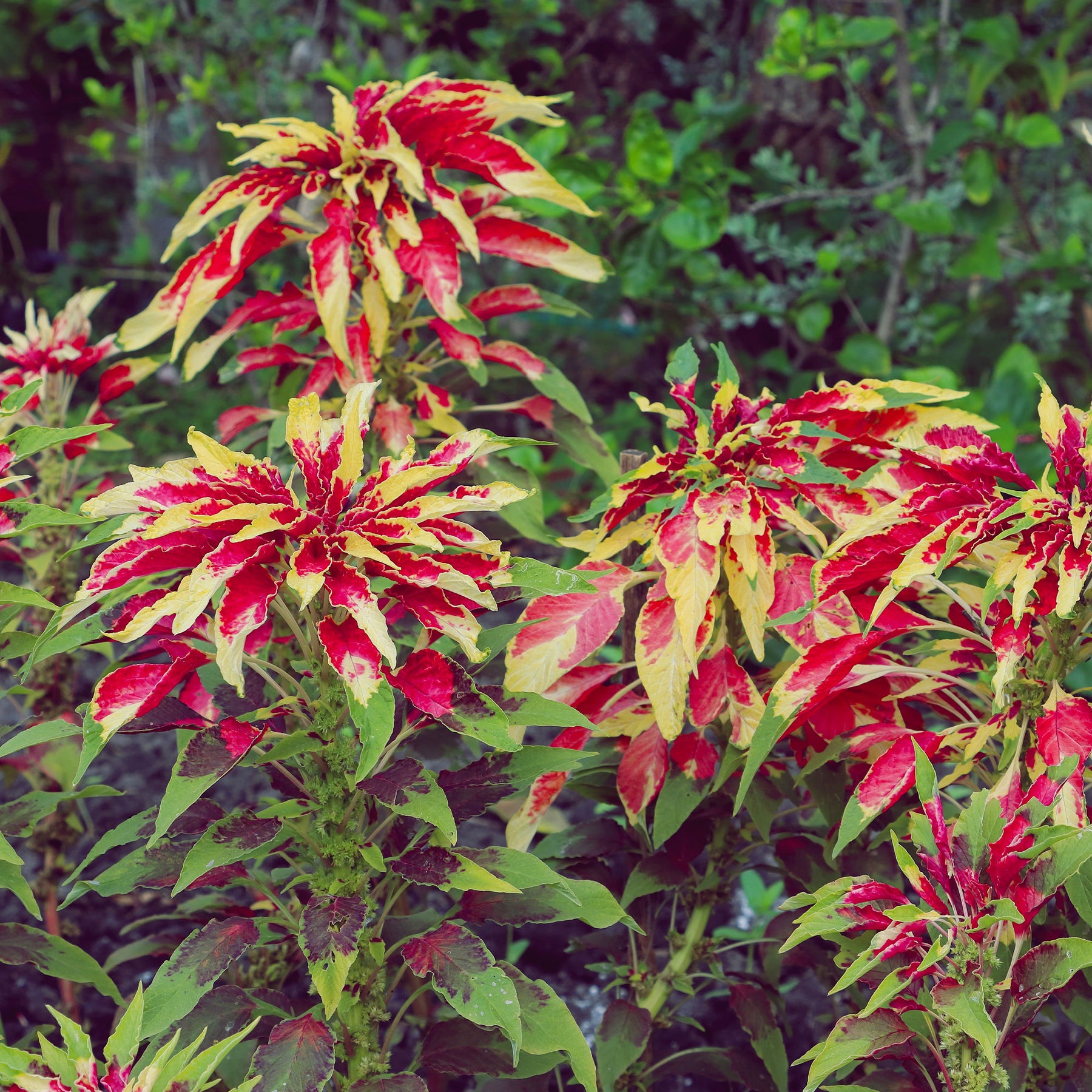 Amarante - Amarante tricolore comestible Garden Select - Amaranthus gangeticus Splendens Perfecta
