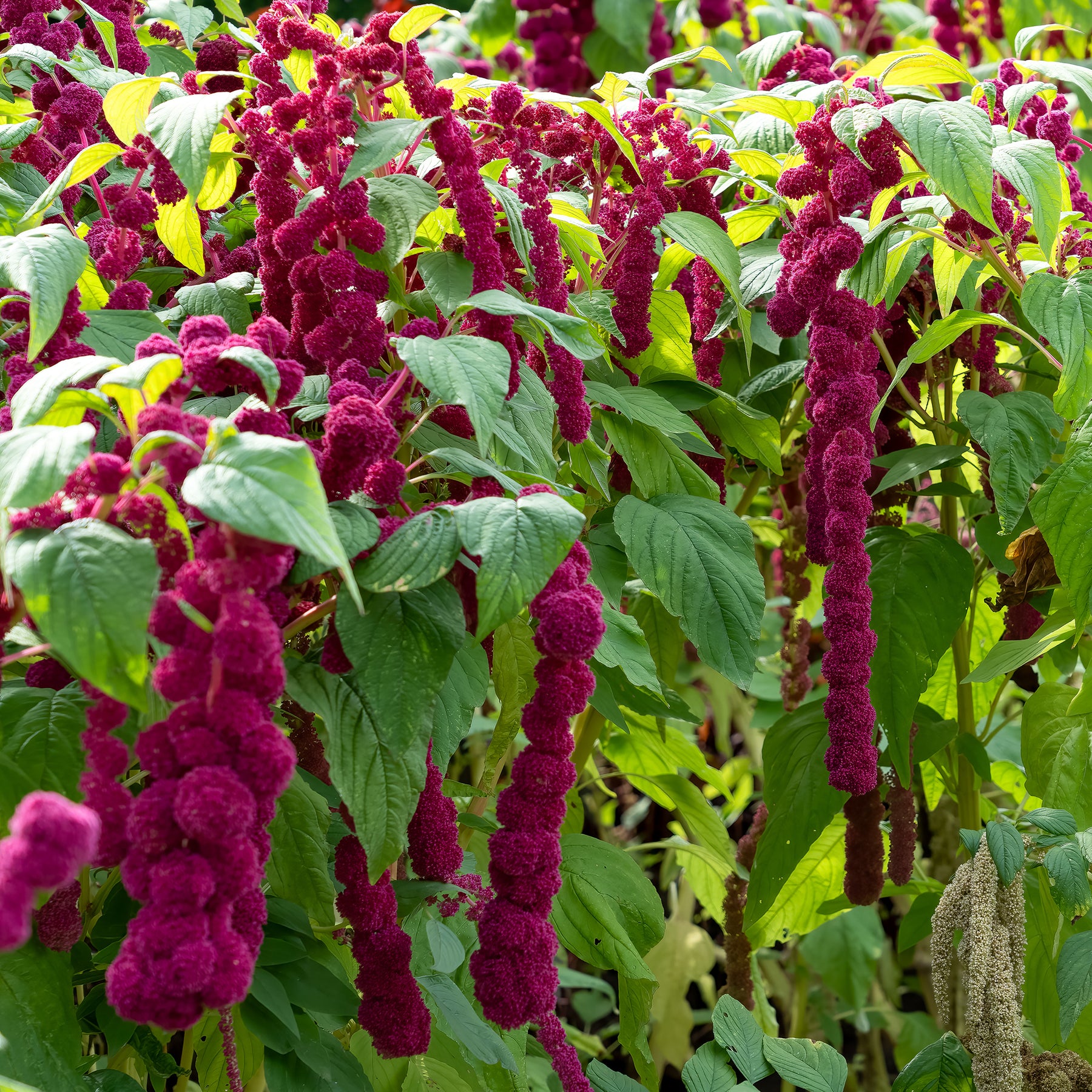 Amarante gibbeuse Dreadlocks - Amaranthus caudatus gibbosus - Willemse