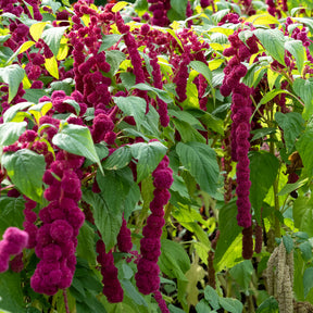 Amarante gibbeuse Dreadlocks - Amaranthus caudatus gibbosus - Willemse