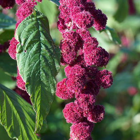 Amaranthus caudatus gibbosus - Amarante gibbeuse Dreadlocks - Amarante