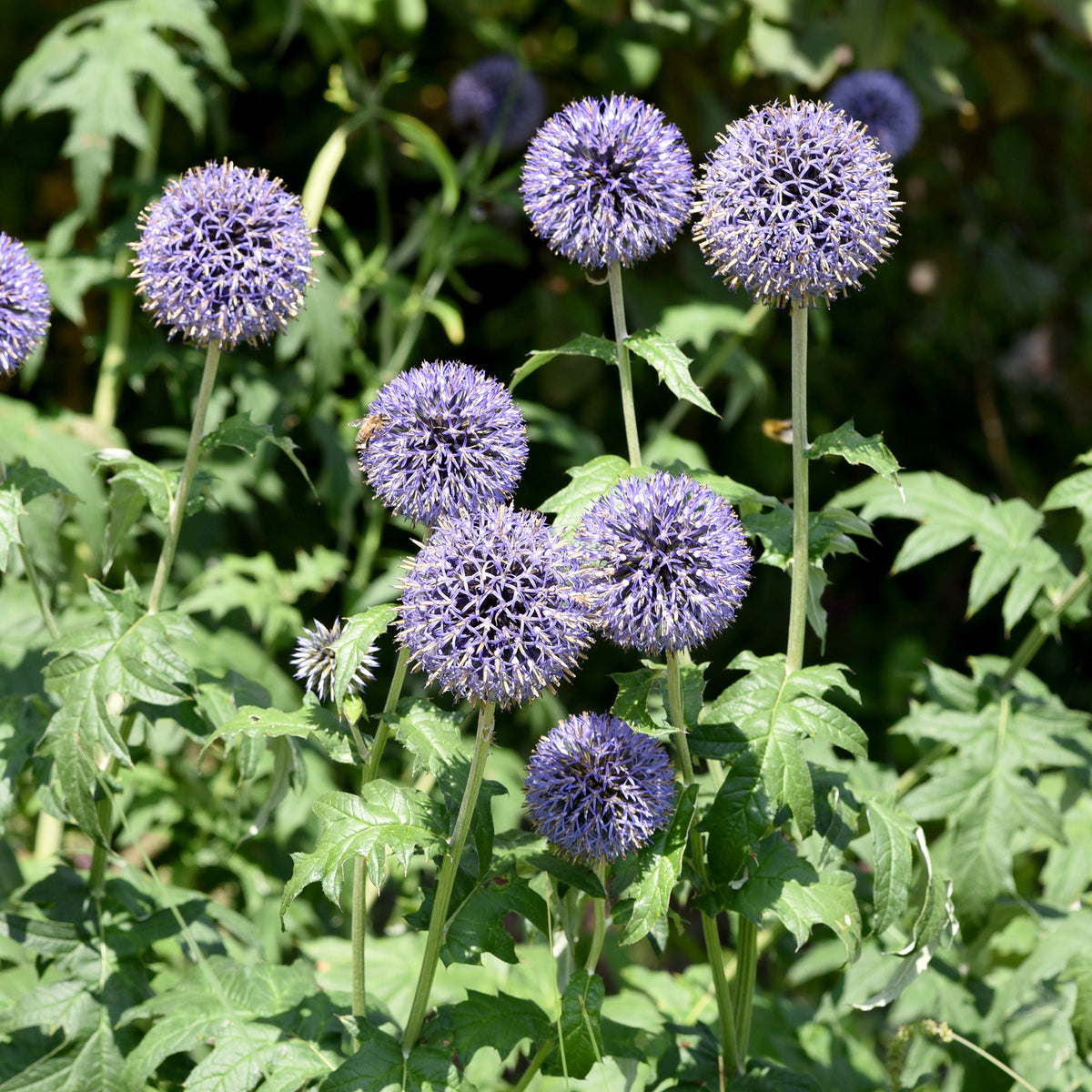 Boule azurée - Chardon boule - Echinops - Willemse