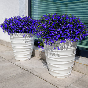 Lobelia Emperor William - Willemse
